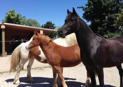 Sigrid-Schneider-Horsemanship-Pferdekommunikation-Holunderranch-Reitschule-München-Puchheim-Pferdestall-Reitstall-17