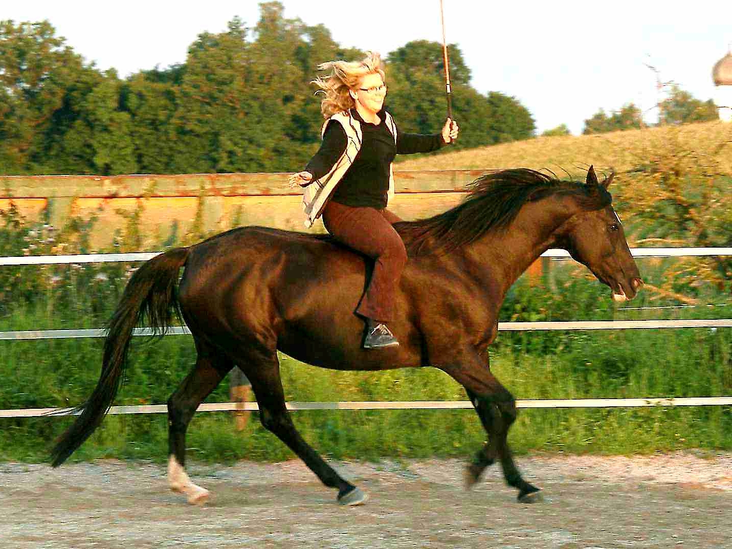 sigiundshiragalopp250b6