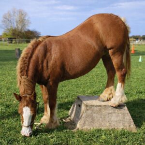 Thementag 31.1.2026 12-18:30 Uhr "Nimmt dich dein Pferd ernst? - Führungsqualitäten schulen"