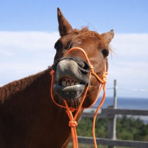 Sonntag 25.1.2026 10-13 Uhr - Schnupperkurs Horsemanship auf Augenhöhe: "Vertrauen gewinnen, Leitpferd werden"