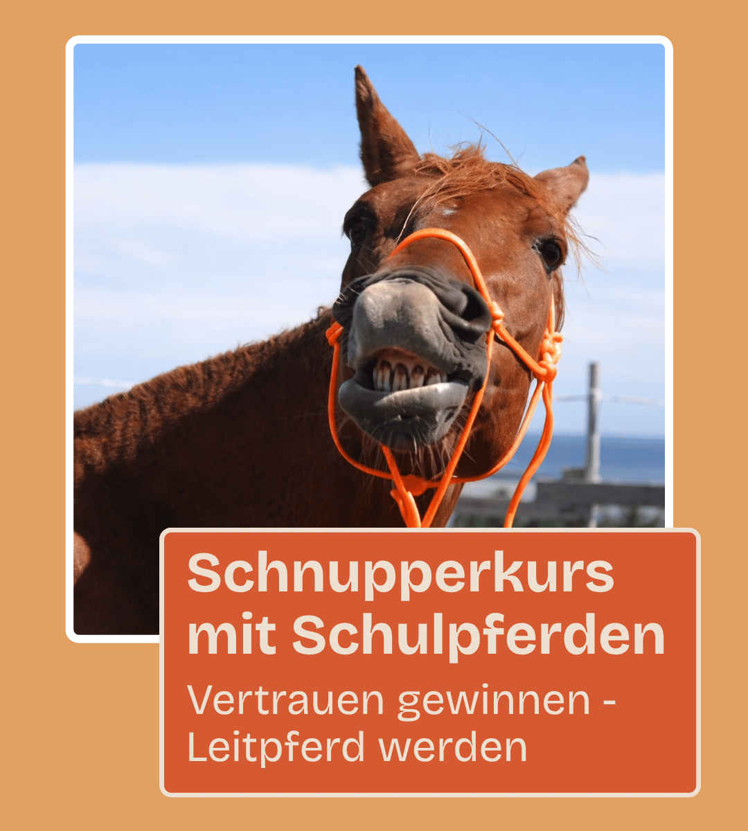Webseite Buttons Angebot Überblick-10